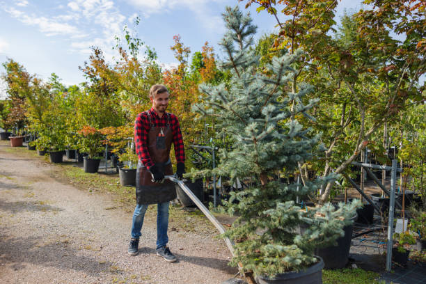 Leaf Removal in Madison Heights, VA